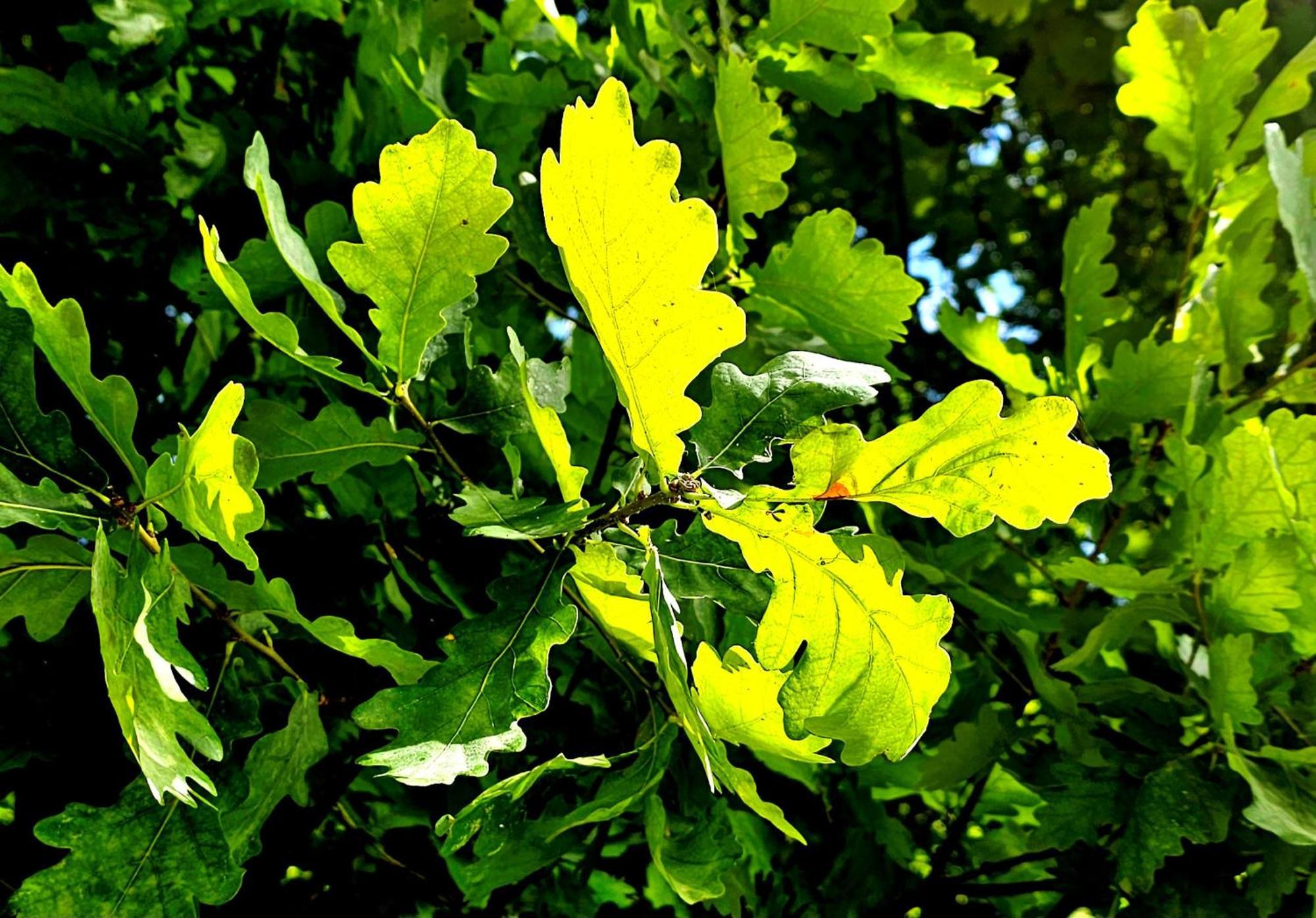 Park Appartement Krakau